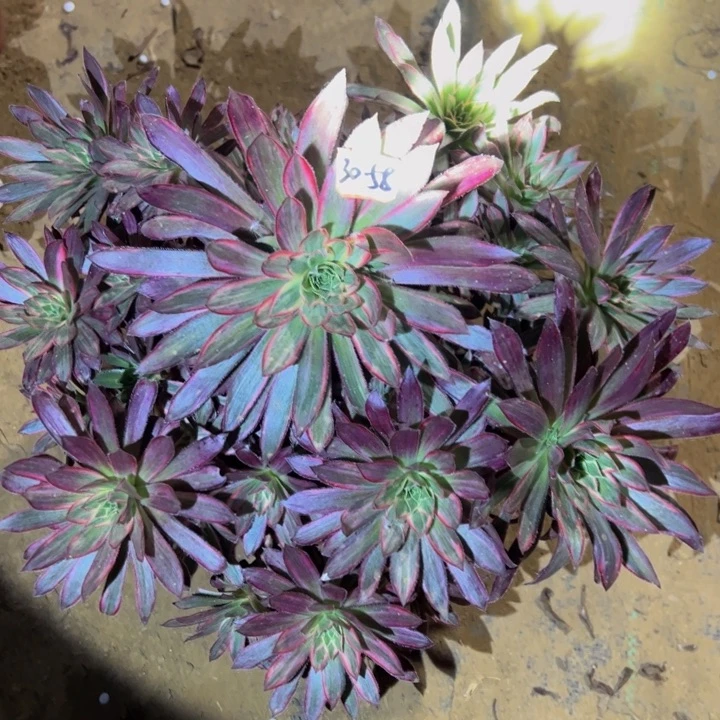 无*孔雀锦不包损多肉植物30-58