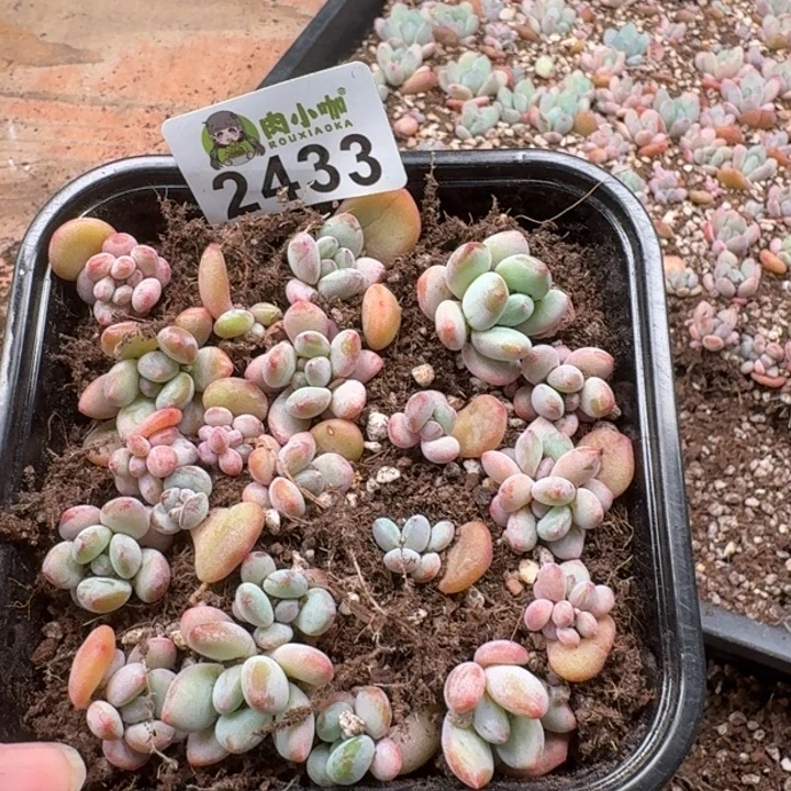 多肉植物多肉植物