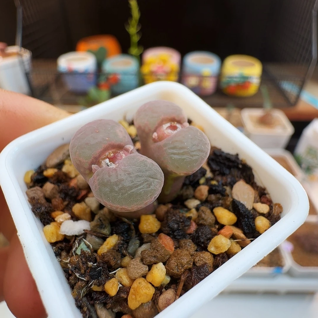 多肉植物福利肉锥紫罗兰风铃有干巴福利79