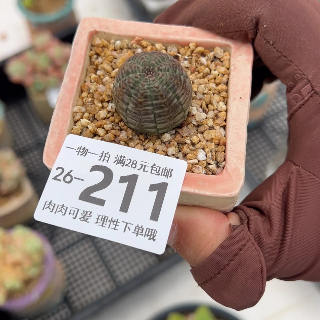 布纹球多肉多肉多肉多肉