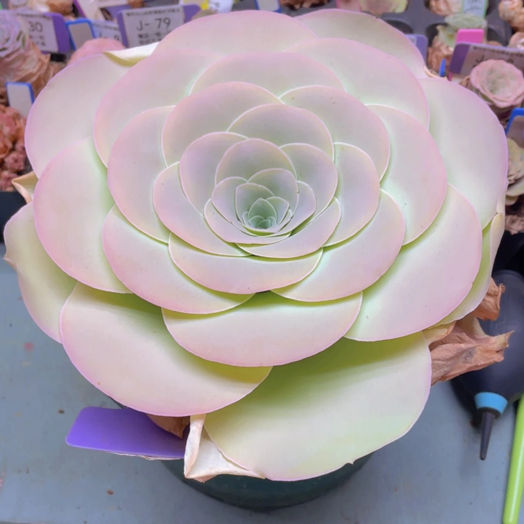 二***三山地玫瑰清漾J568