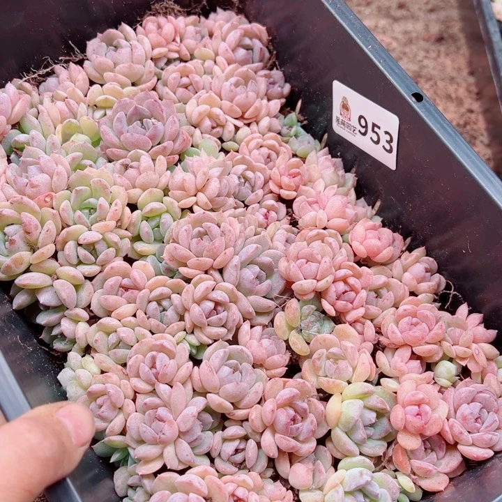 红****多肉植物多肉植物