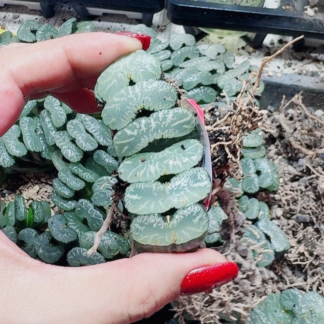 淡***尘无花朵十二卷 实生玉扇