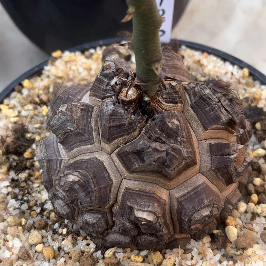 潮流植物精品深裂南非龟,8903