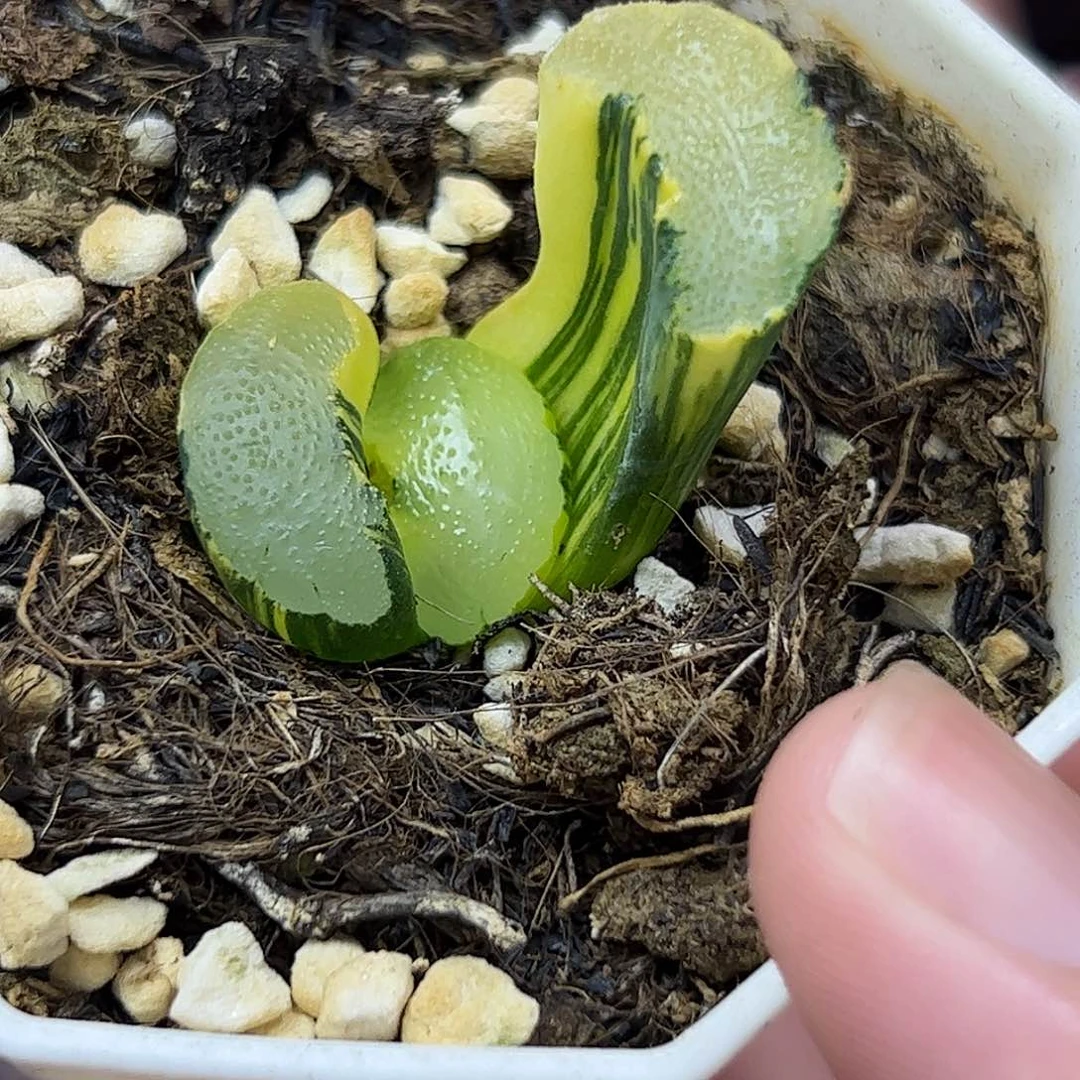 叶***城大海原锦十二卷多肉植物