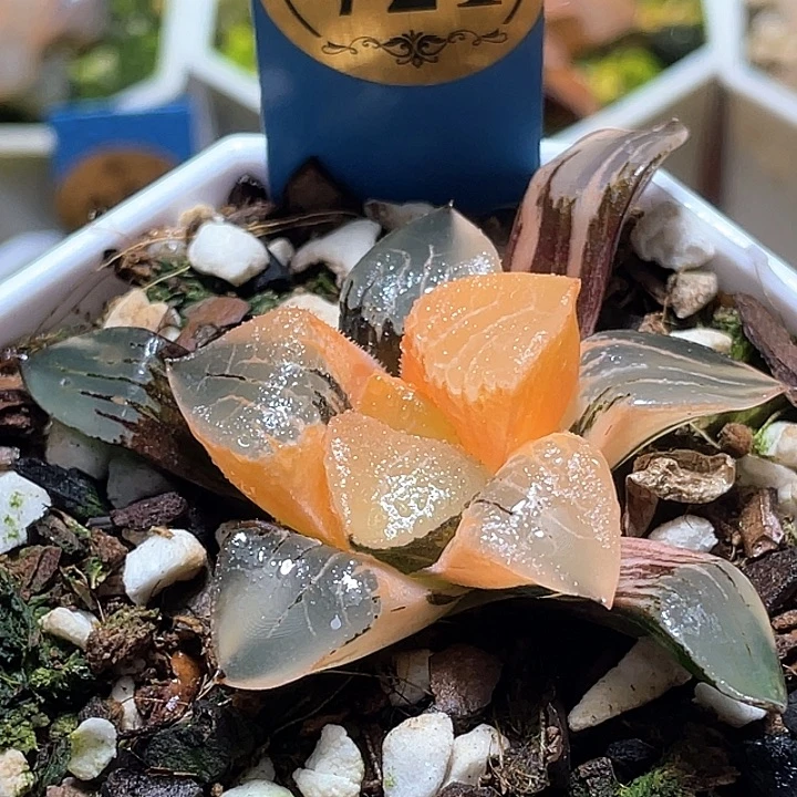 721花影锦yi wu yi pai