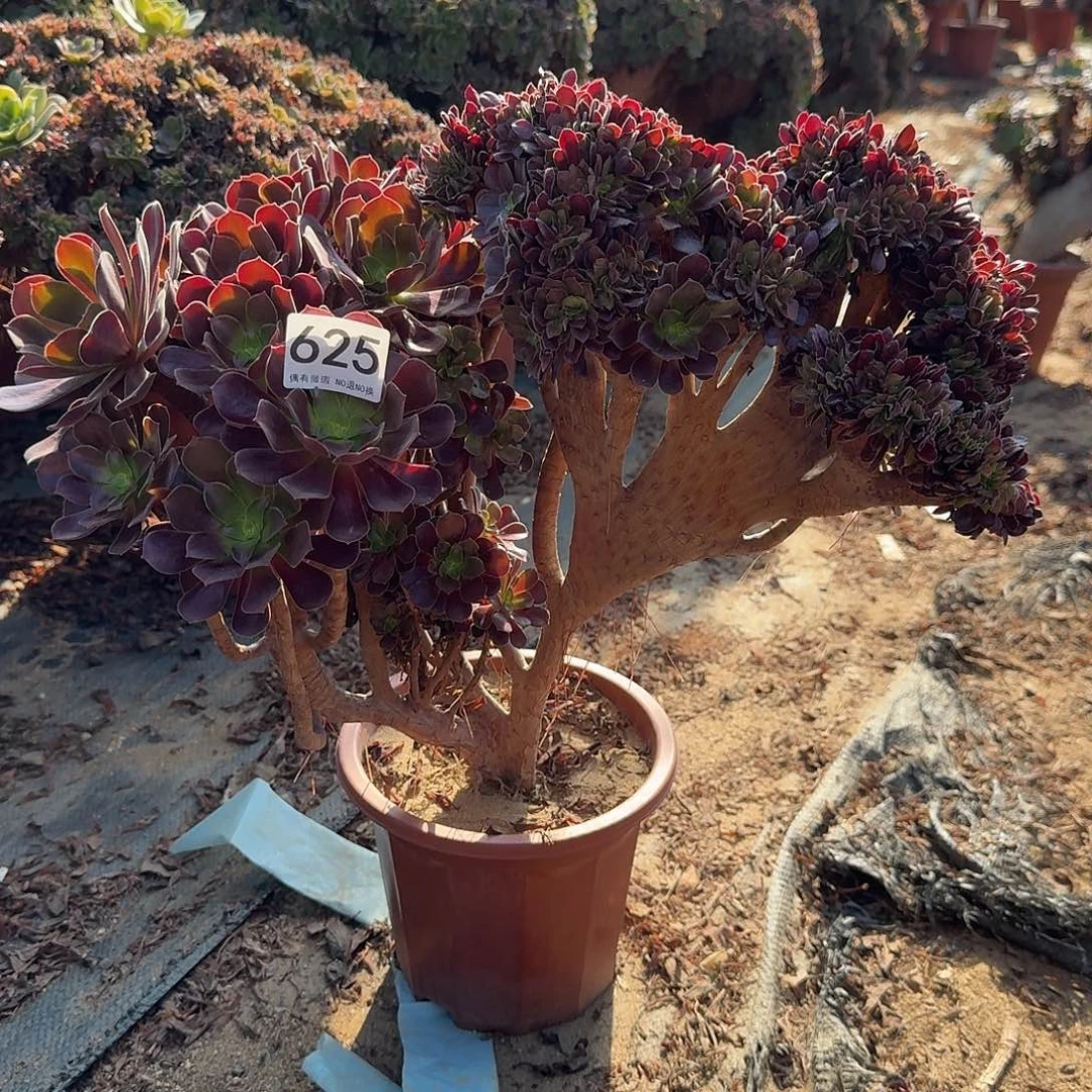 625欧紫朵朵一颗呀