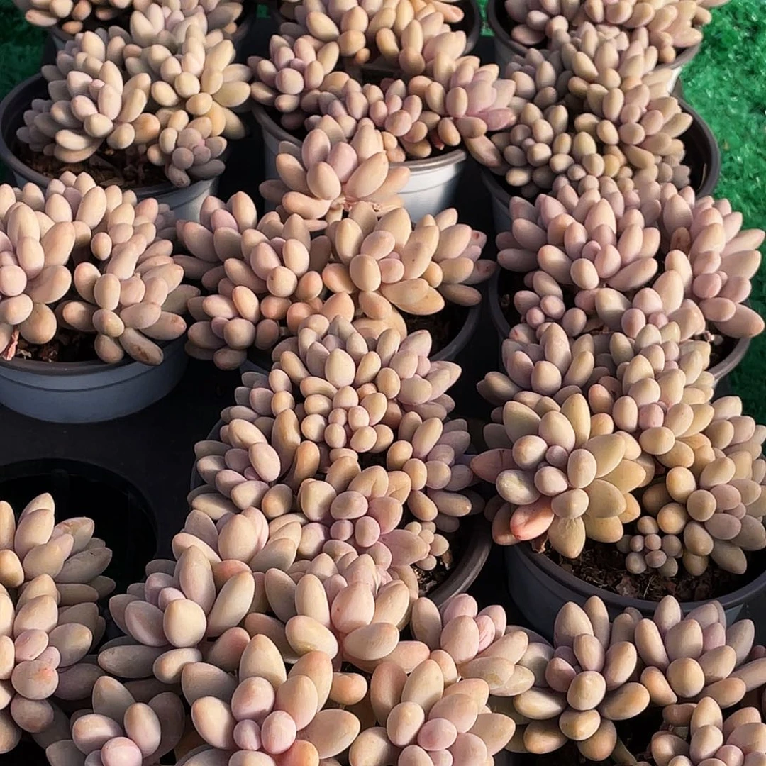 整桩无砍多头粉色恋人一颗