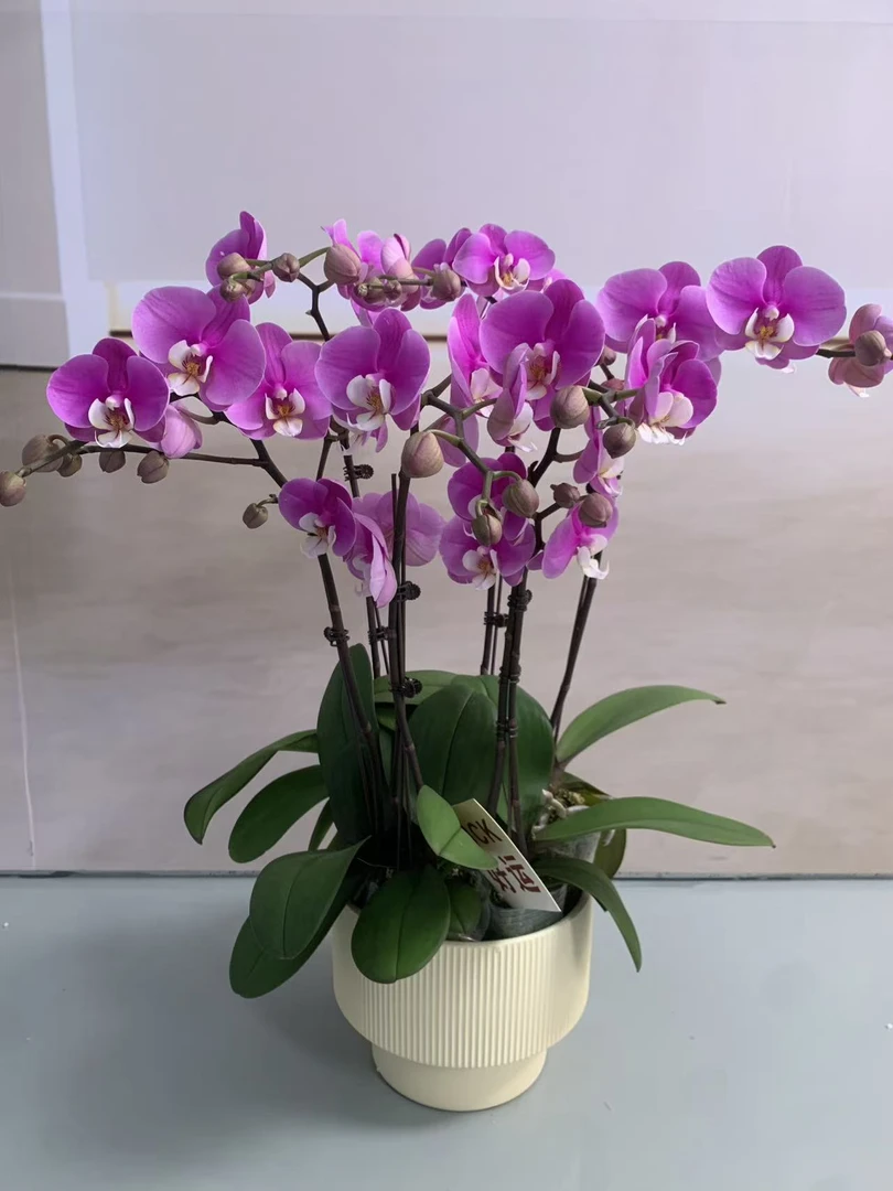 【安娜】蝴蝶兰盆栽带花苞花剑大苗客厅室内四季好养活植物花卉