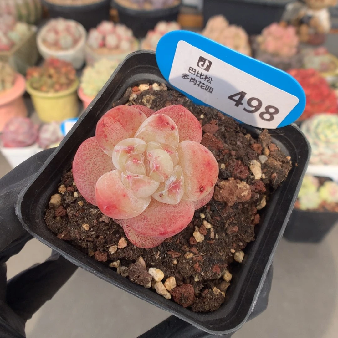 498 冰玉石化多肉