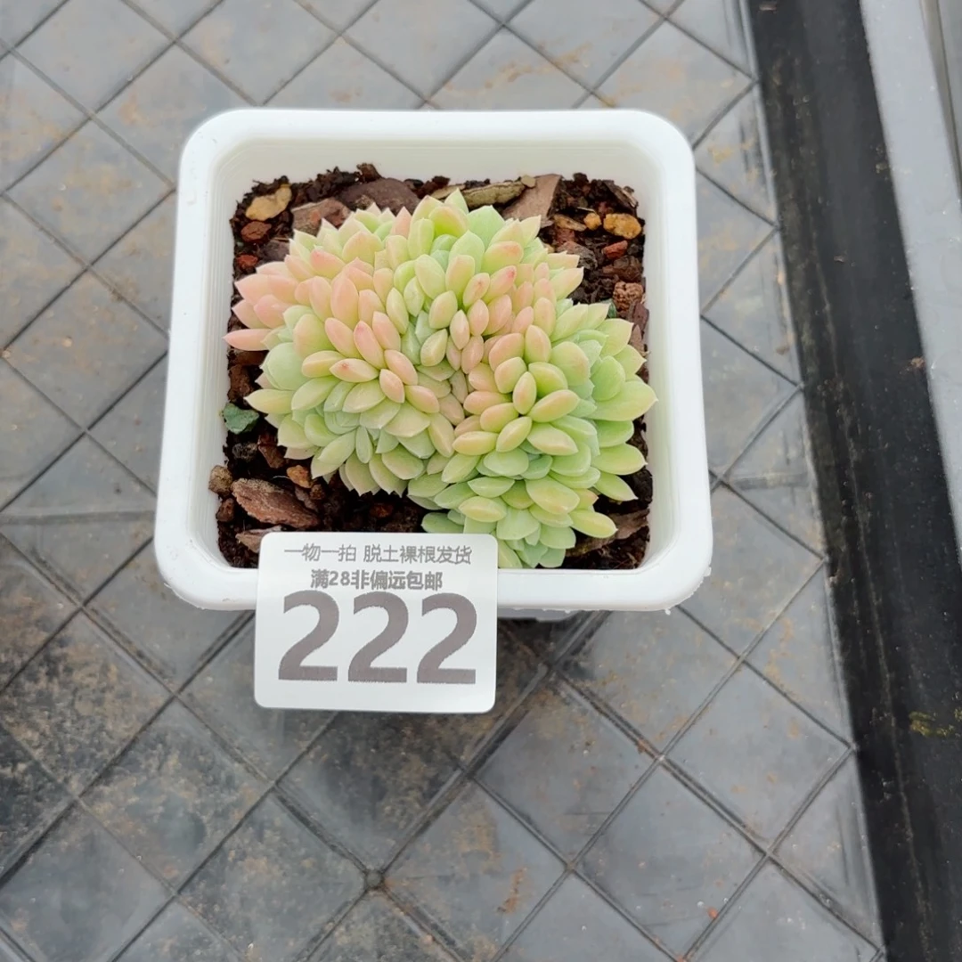 奶油美人缀化无盆土发货