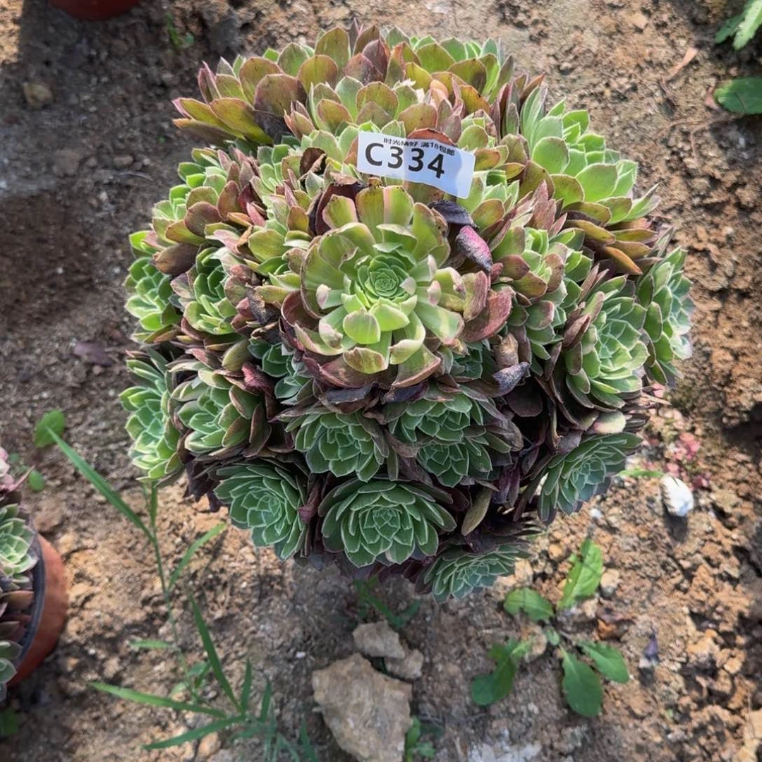 大*包334万花筒多肉植物