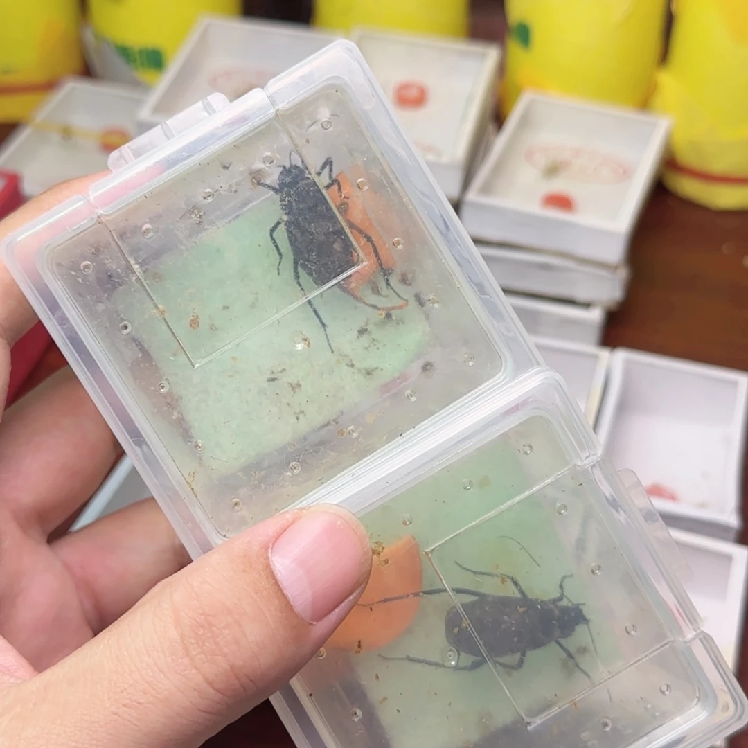 电报蛉2只