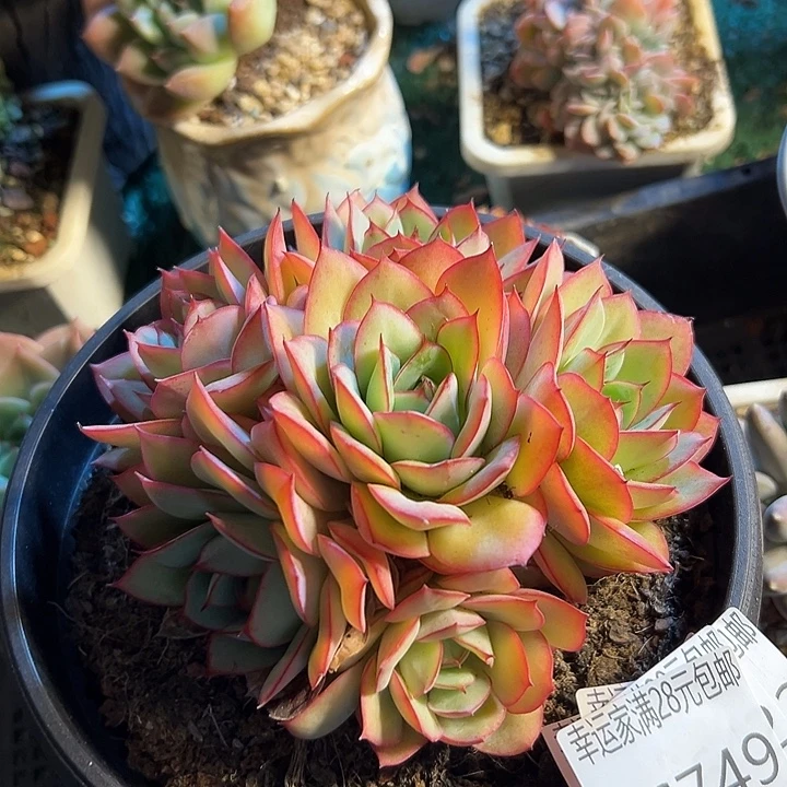 幸运的是我还没遇到你呢