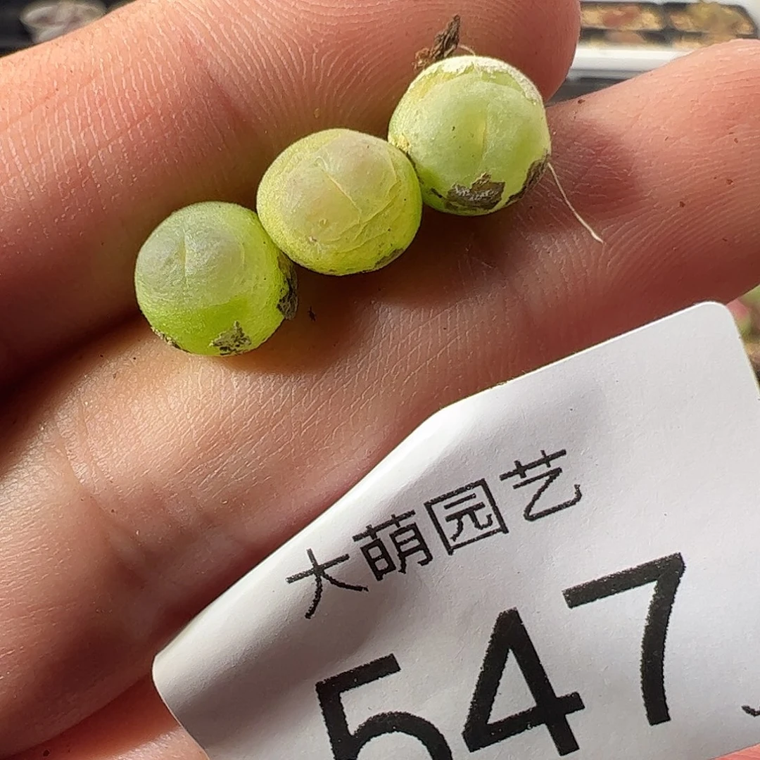 一物一拍。      547