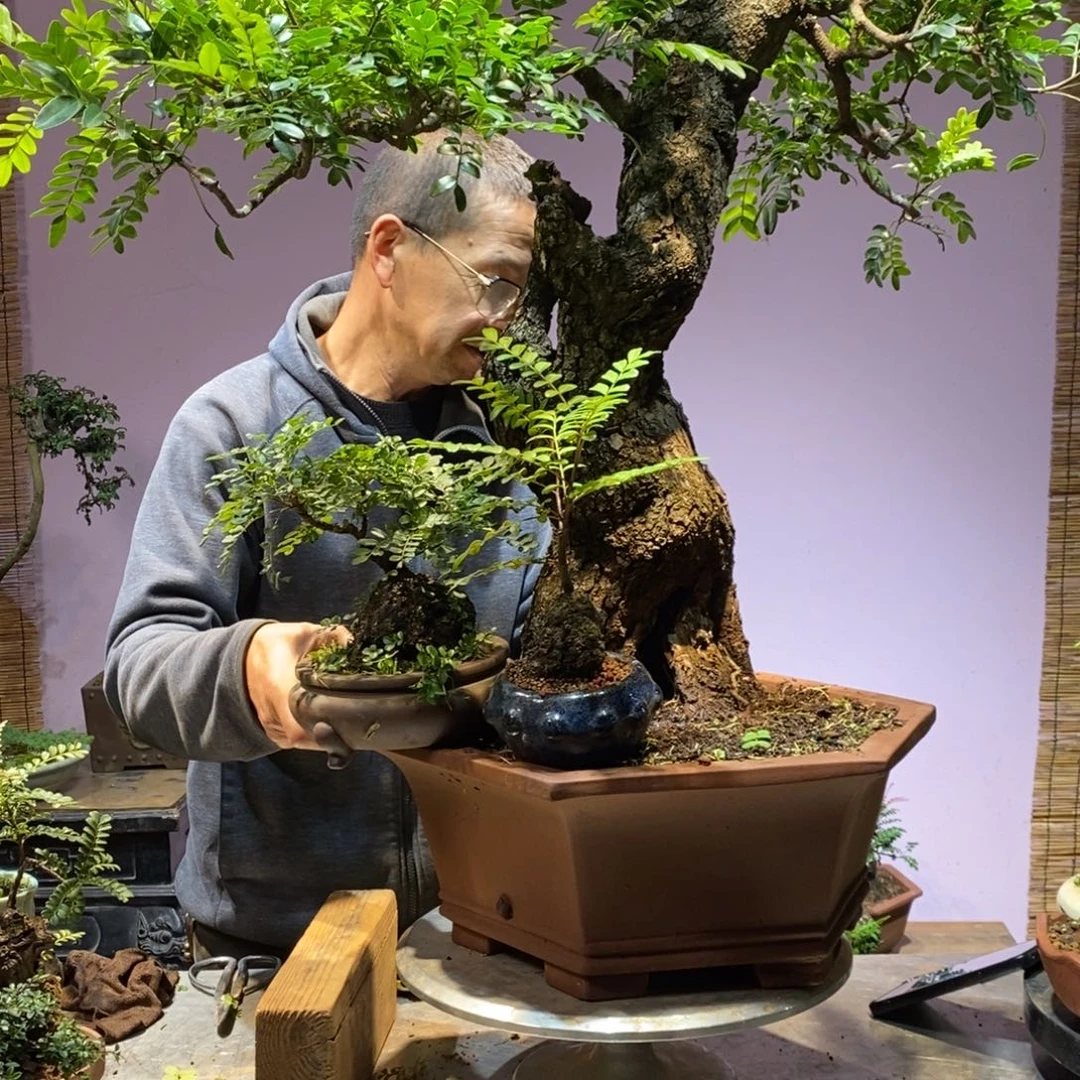 上***座无花朵谢胡子盆景