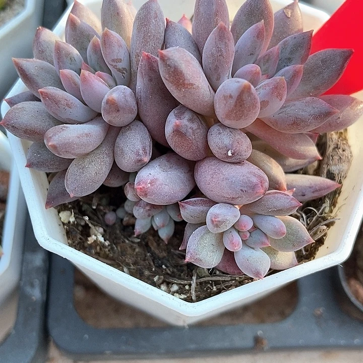 多肉植物虞美人647多肉