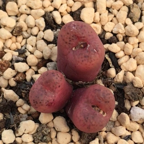 多肉肉锥 吕氏大王樱桃