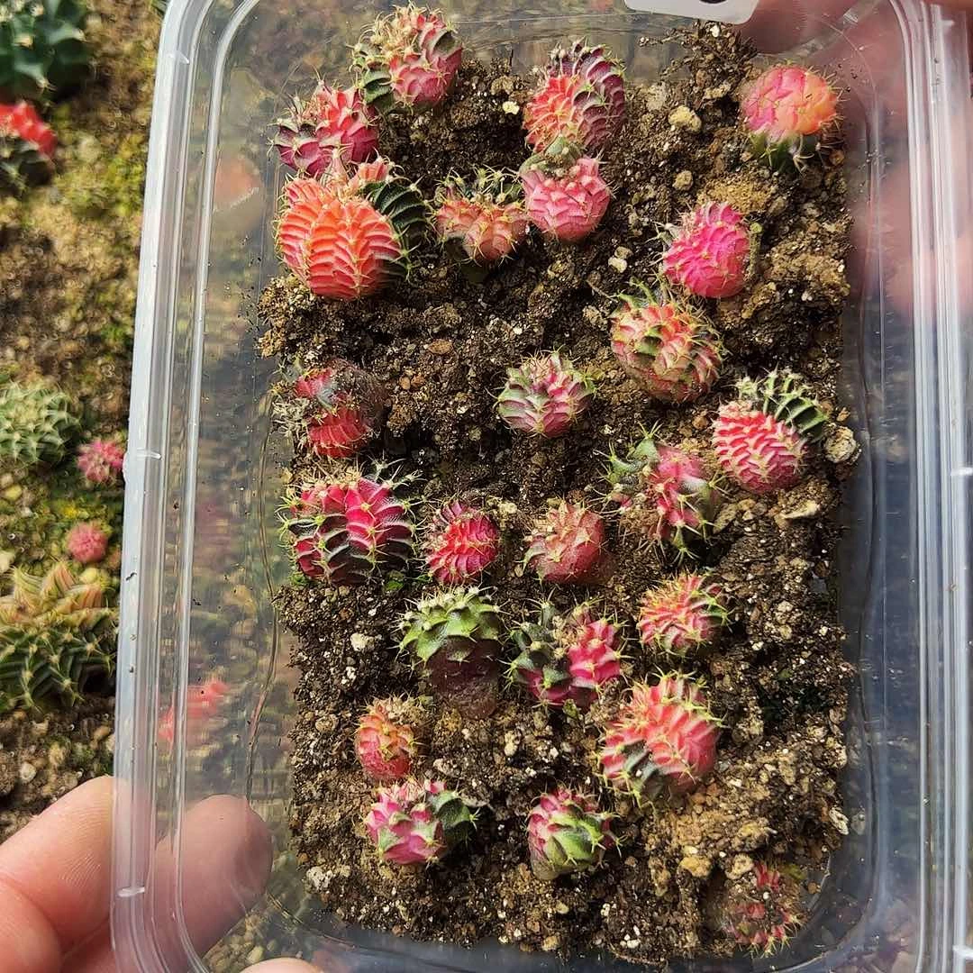 用***5当前无花栽培后可以开花887