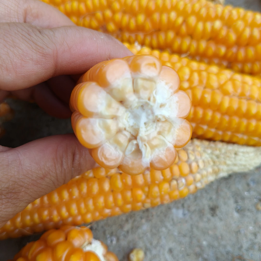老品种小金黄玉米粒可磨碴子可喂鸡