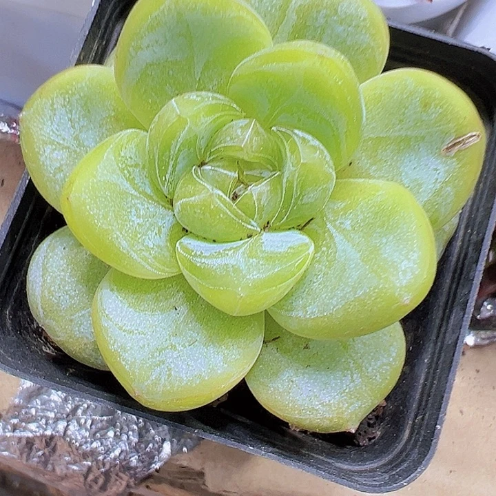星星珍妮19包邮多肉植物