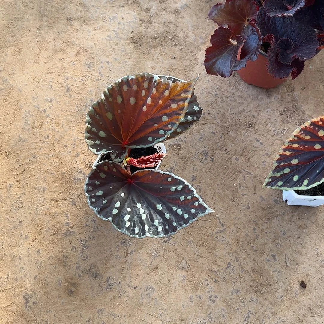 无花朵补大莹火闷养