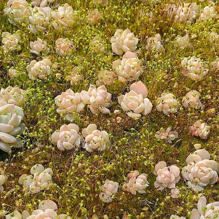 182 多肉植物盆栽花卉盆栽