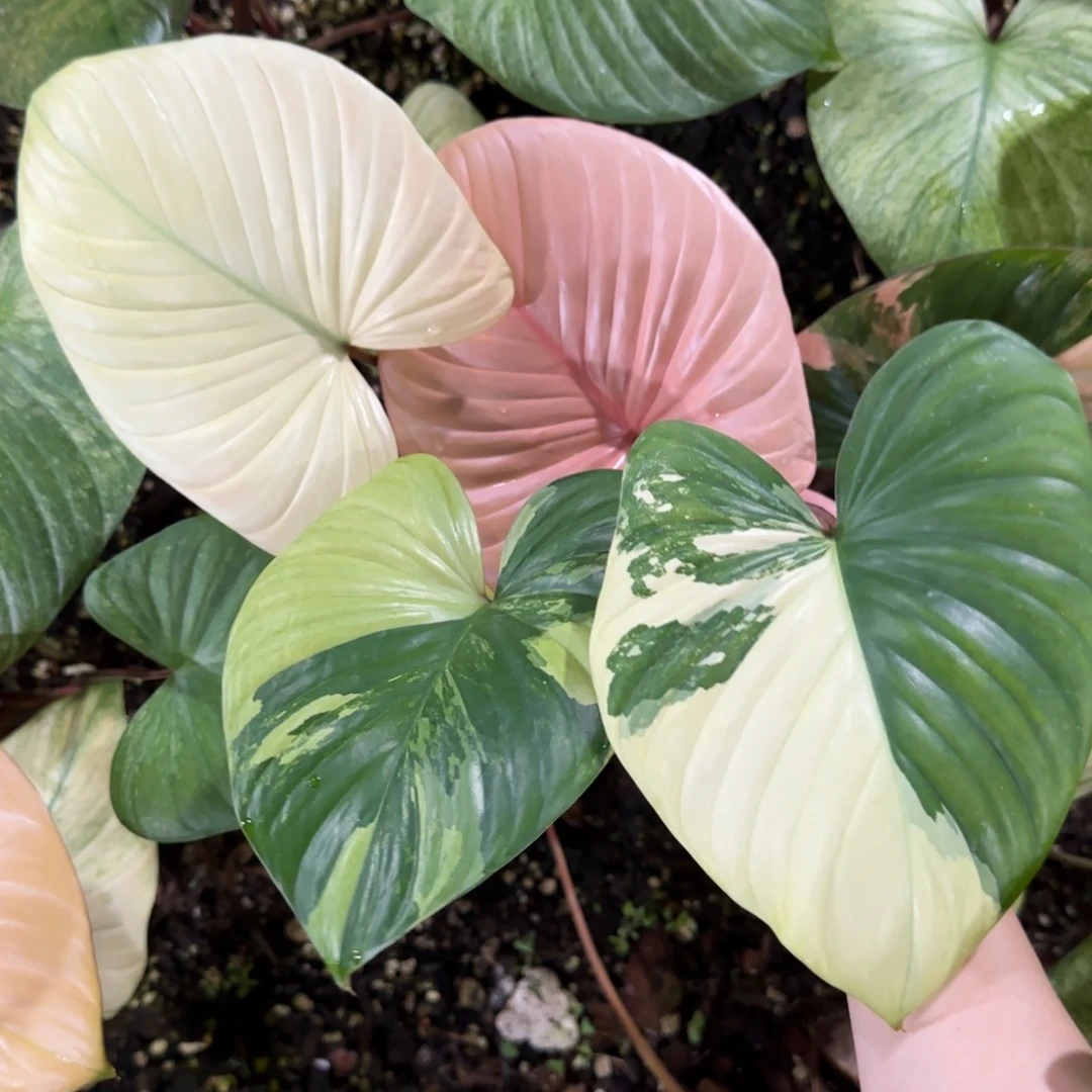 一***儿R203-1228粉色千年健