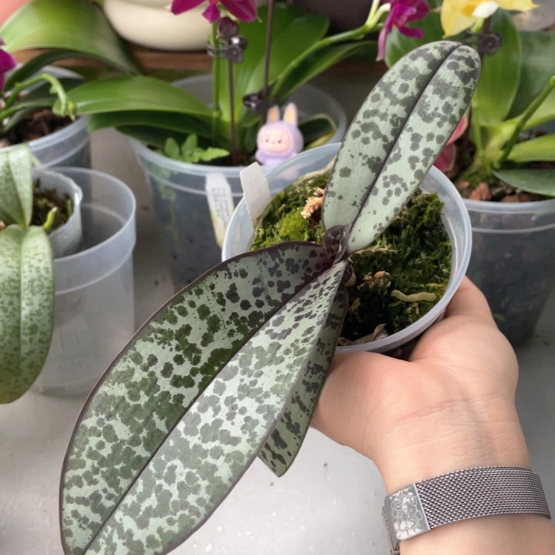 无花朵【粉蝶西】3寸特价不售后
