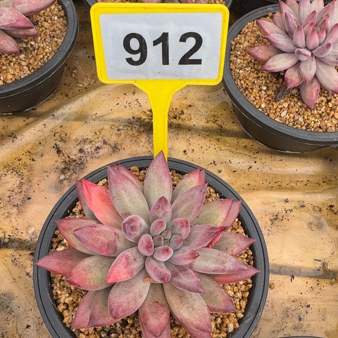 黄***司多肉植物虞美人912