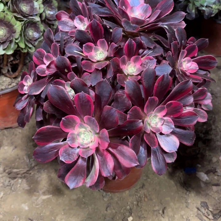 多肉植物法师凤冠43