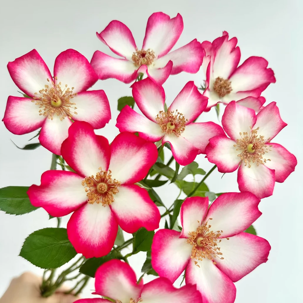 小苗（漂亮的吻）满六棵半价，