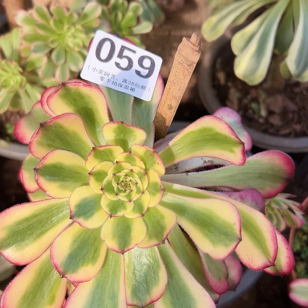 多肉植物多肉植物059