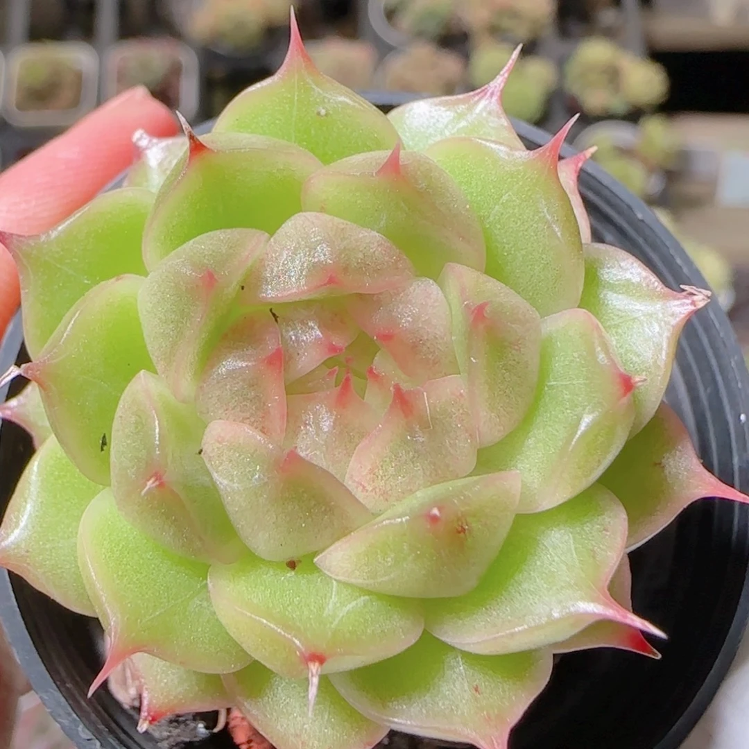 花语逸镜1029-474海王