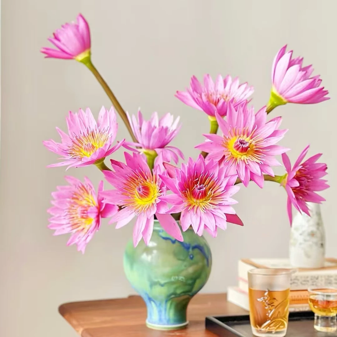 10枝粉色睡莲 水中美人（生花苞需养开）【两单顺丰冷链或京东空运】