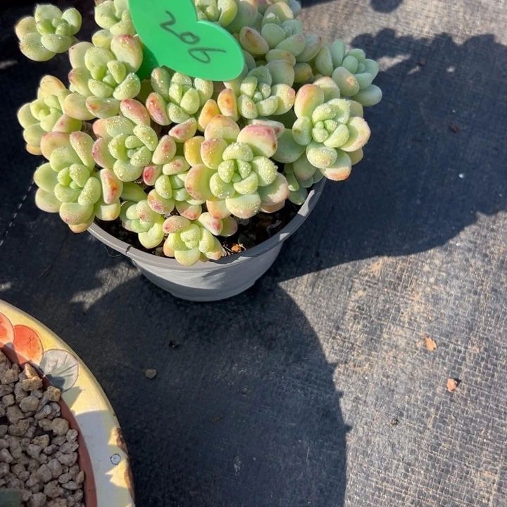 多肉植物一物一拍