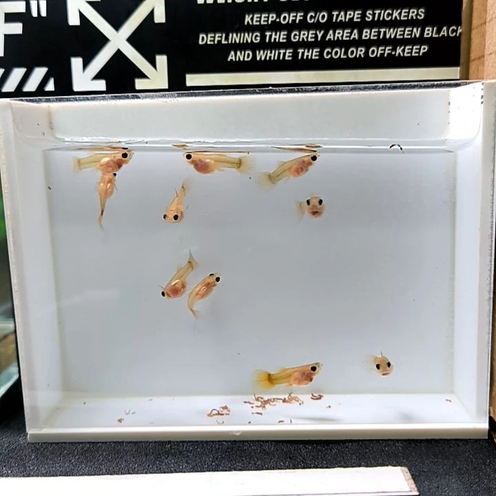 孔雀鱼精品孔雀鱼，黄金玻璃猫球体苗子。10条含两条备损