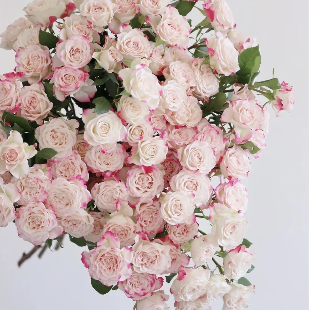 多头玫瑰折射一扎