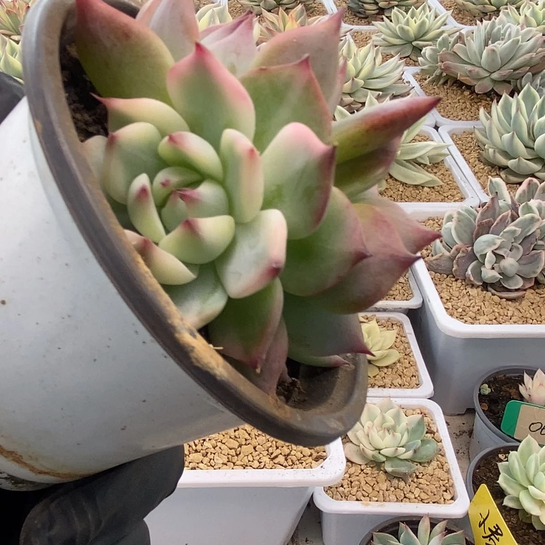 158锦锦锦锦锦锦锦