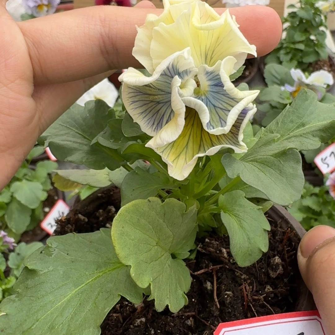 大部分花苞少量开放465
