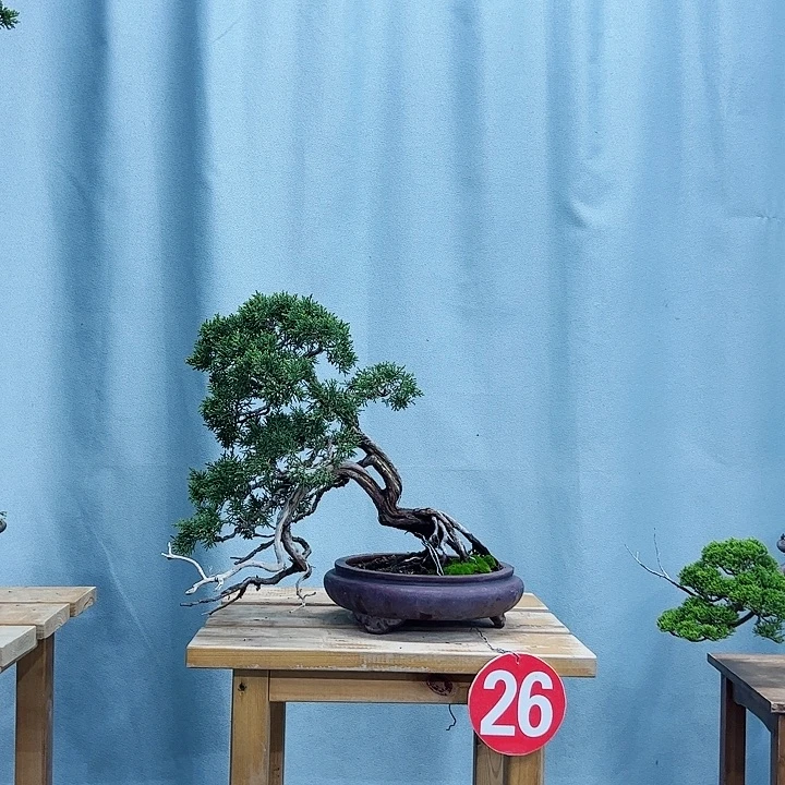 醉***风无花朵老桩老盆四国真柏