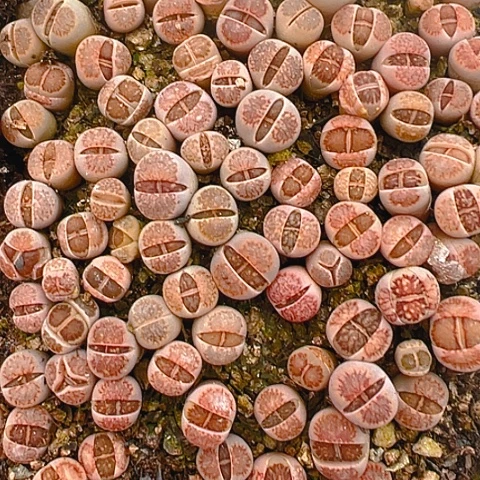 【闪购商品】沐**烟24710