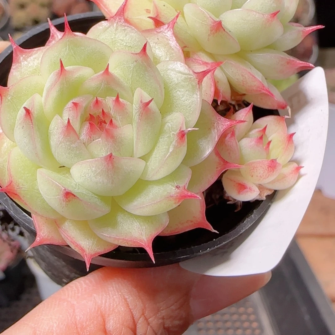 花语逸镜1130-111散