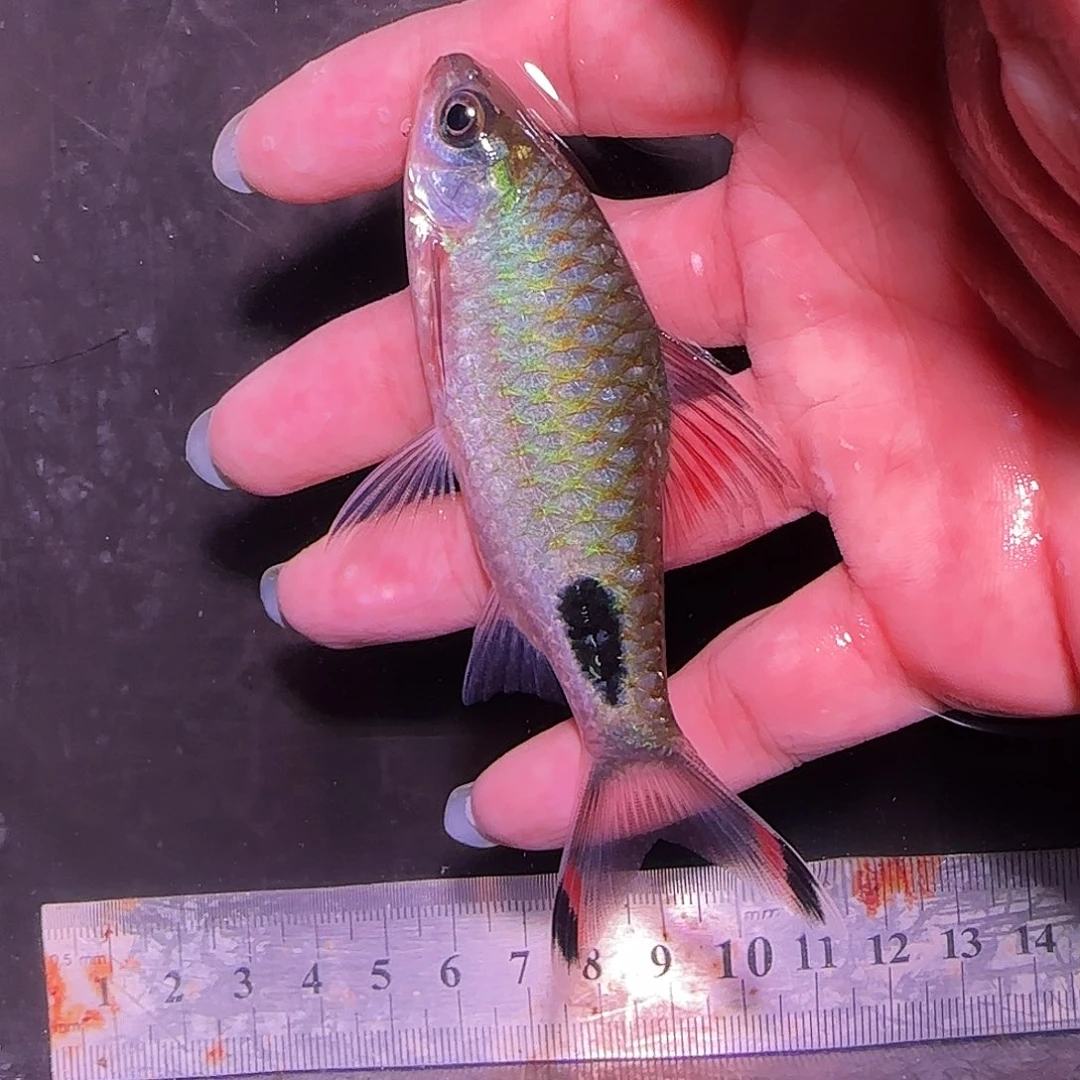 海水鱼红钻262626