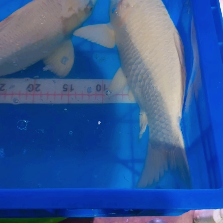 海水鱼蝴蝶鲤包邮40返祖