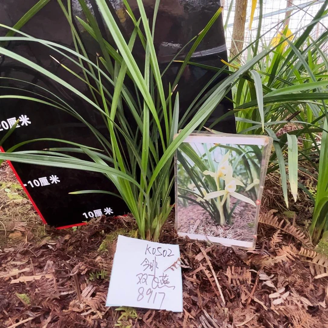 大部分花苞少量开放