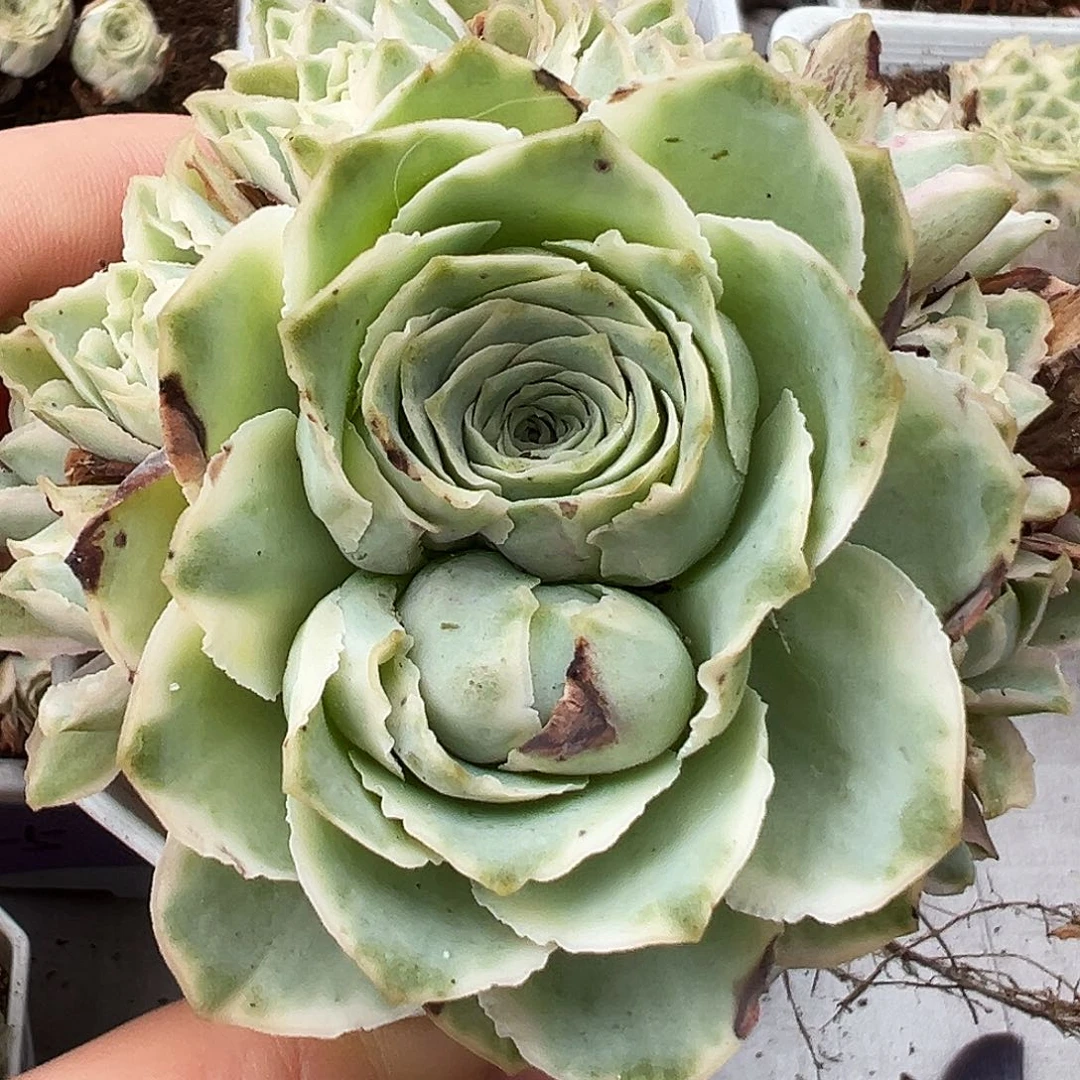 山地玫瑰锦秋夕10月11日127号