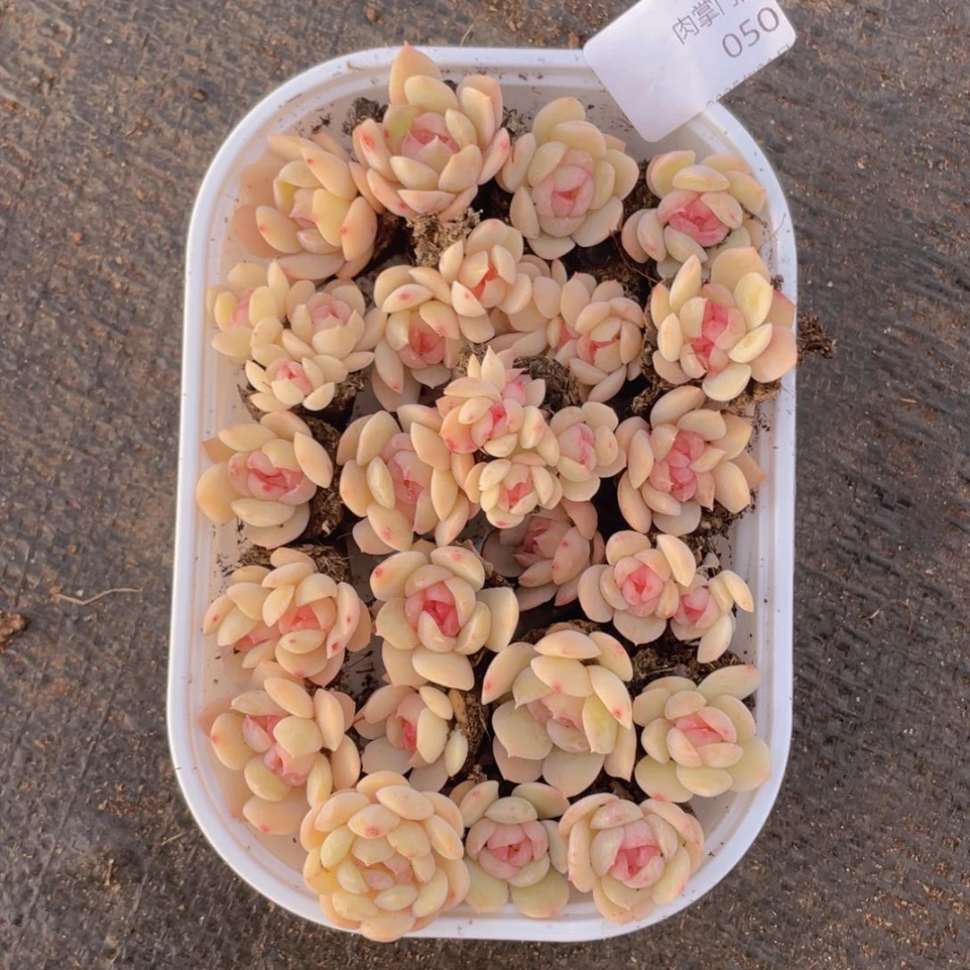 我们的生活方式是什么050