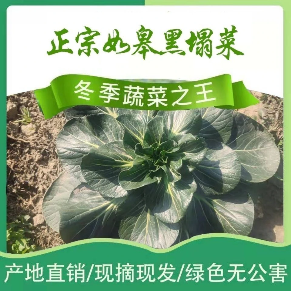 新鲜蔬菜黑塌菜零下五度以下专拍如皋特产露天黑塌菜 顺丰包邮