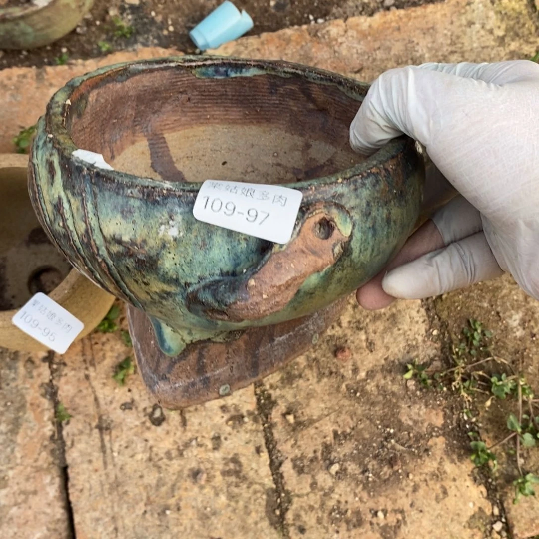 97号多肉盆一个呀